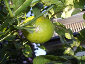 f0130894_21445245.jpg
