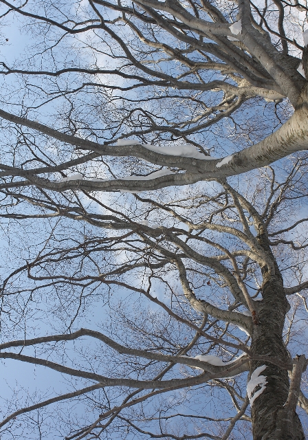 c0118496_16335868.jpg