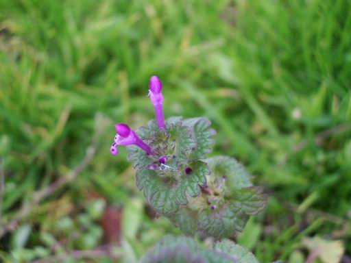 e0025300_11312238.jpg