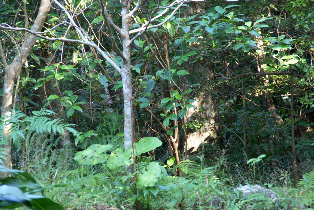 d0053930_6341978.jpg