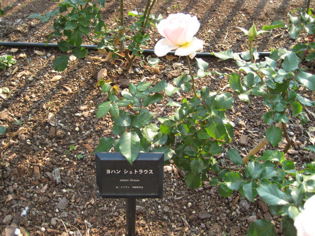 e0116960_1931867.jpg