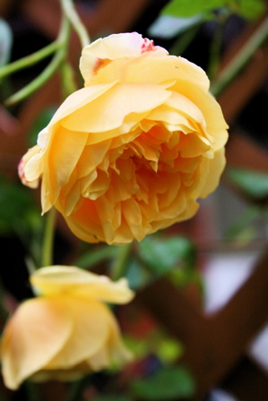 d0000274_14473629.jpg