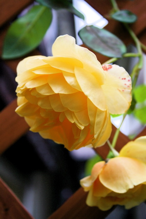 d0000274_14475496.jpg