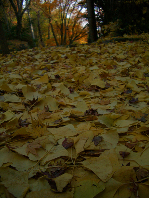 f0089079_16313.jpg