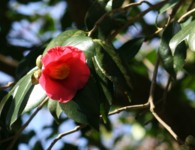 c0144185_1129250.jpg