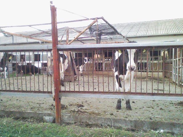 d0070094_194834.jpg