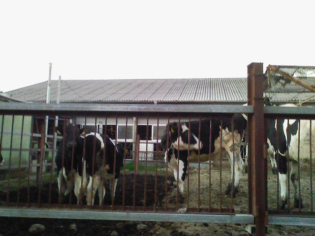 d0070094_20241533.jpg