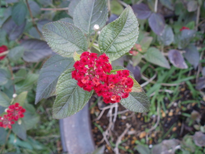 f0130894_2022965.jpg