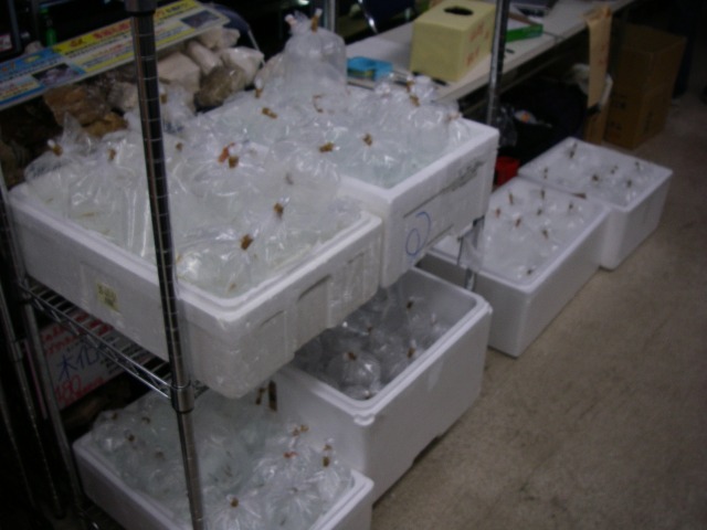 e0010301_1534323.jpg