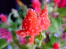 f0147025_16132742.jpg