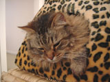 c0063182_11441458.jpg