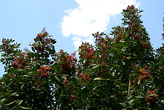 c0121289_13371989.jpg