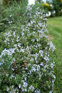c0121289_13393975.jpg