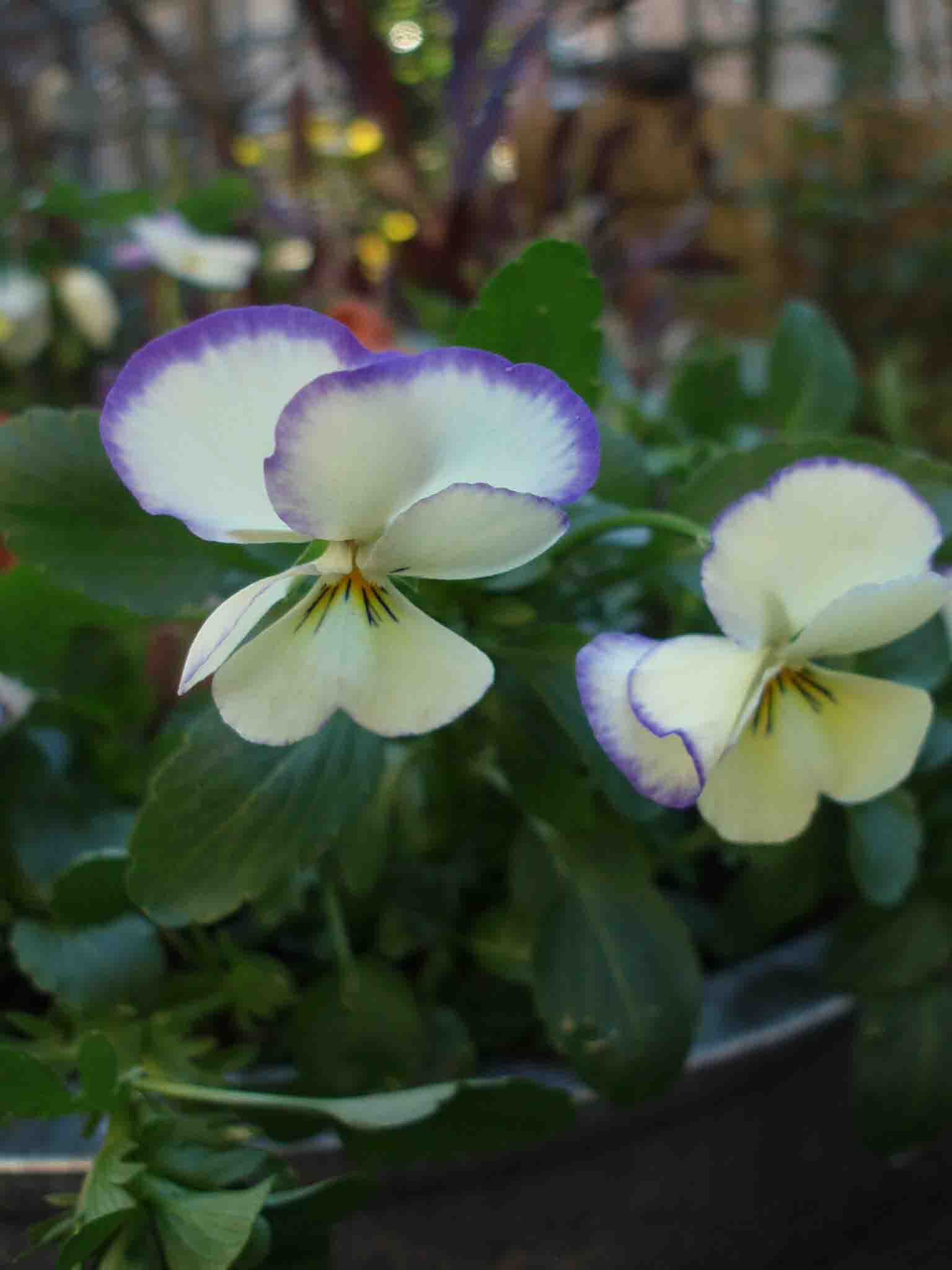 c0129702_14395873.jpg