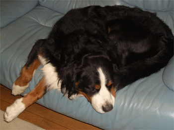 c0143711_23203057.gif