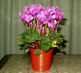 d0093936_2103255.jpg