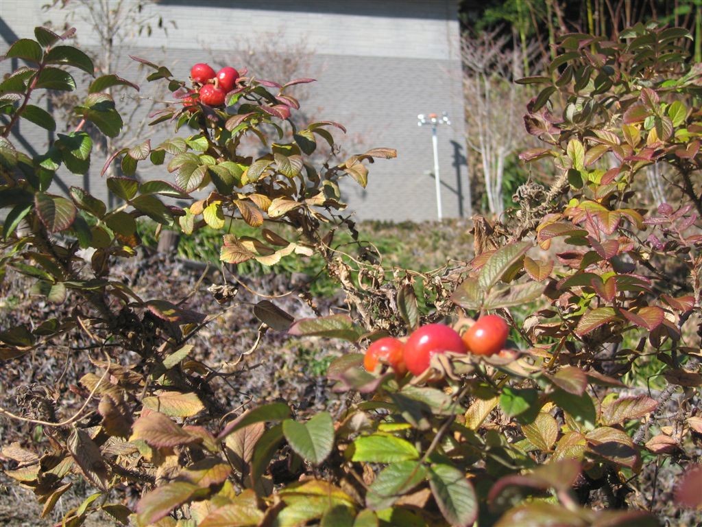 f0151044_673968.jpg
