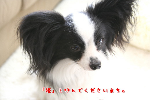 d0013149_0313541.jpg