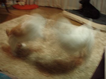 f0045872_20484832.jpg