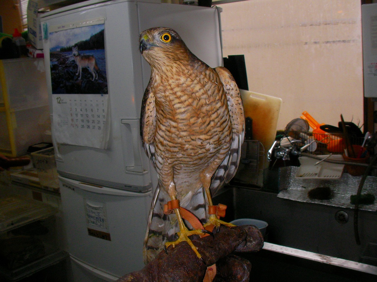 e0099576_118889.jpg