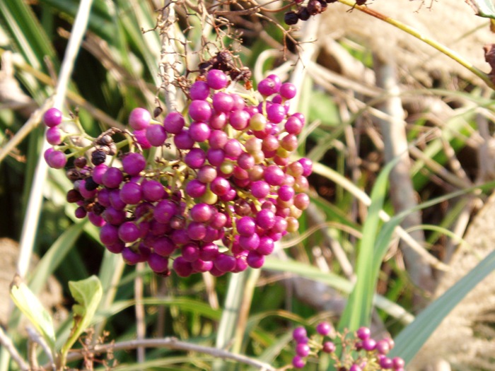 f0083281_23402463.jpg
