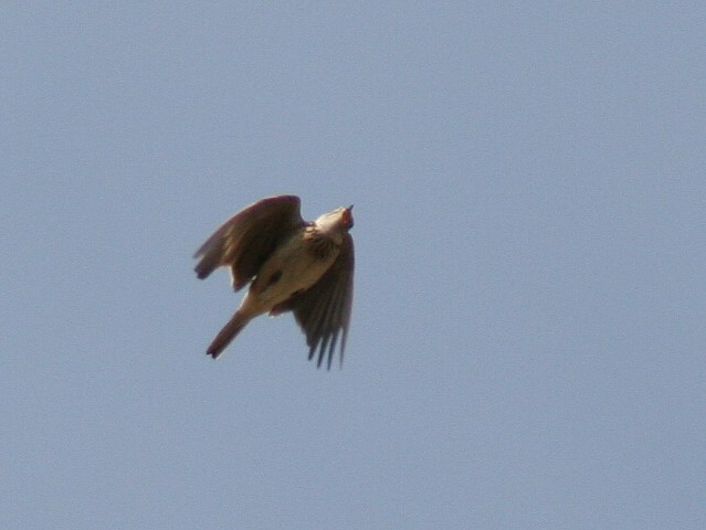 d0126085_19581495.jpg