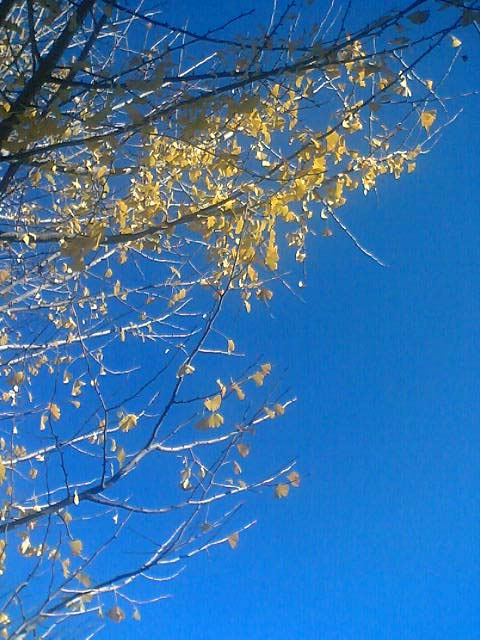 c0004193_16101916.jpg