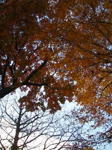 f0133814_1611281.jpg