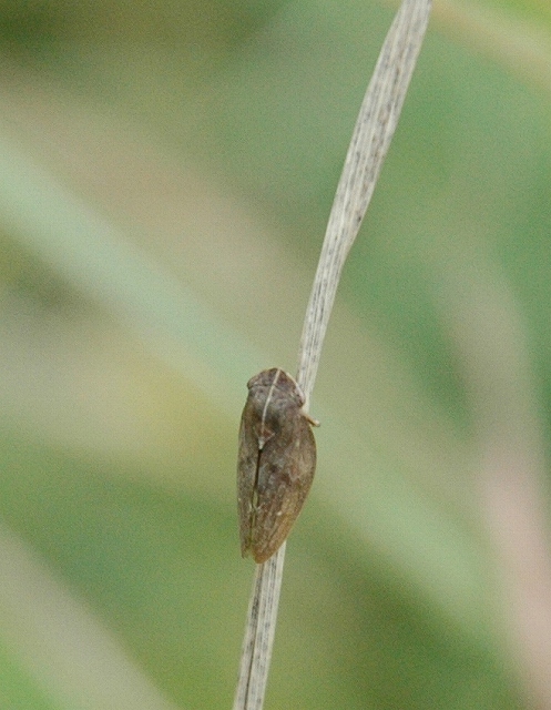 c0142963_22411627.jpg