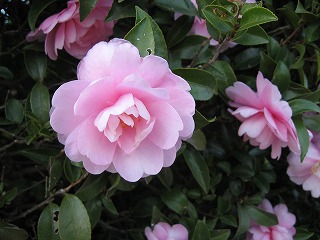 e0041168_9533767.jpg
