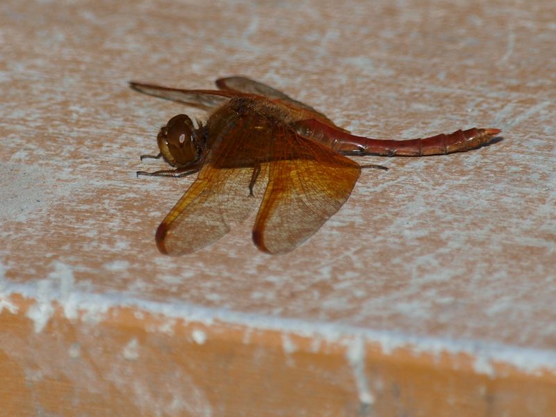 b0108186_18211173.jpg