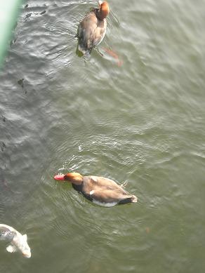c0011501_22322686.jpg
