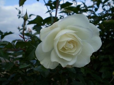 a0109742_23122987.jpg