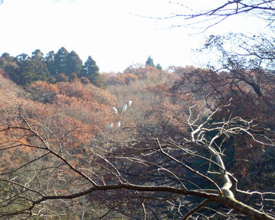 b0045357_1472810.jpg