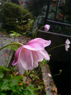 f0089079_9382425.jpg