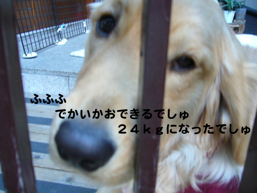 c0085188_13112391.jpg