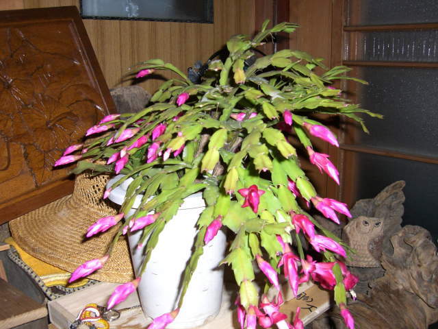 c0087392_193125.jpg