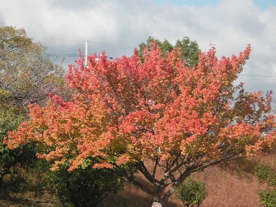 c0108693_1659081.jpg