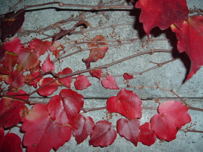 c0149195_20544291.jpg