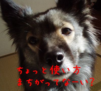 b0008709_1355227.jpg