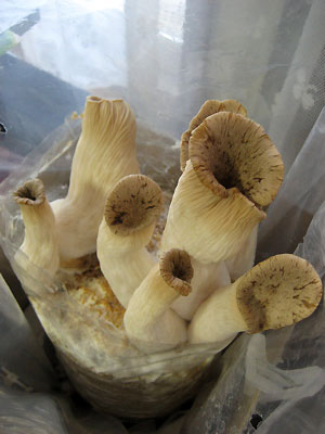 c0003752_2156851.jpg