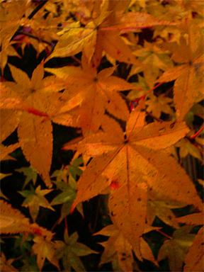 f0089079_1304776.jpg