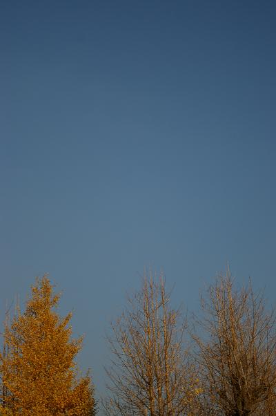 c0102017_1873265.jpg