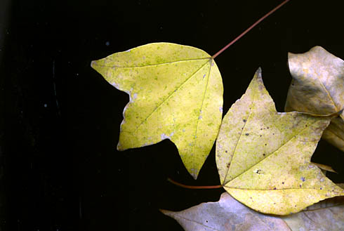 c0066827_11255150.jpg