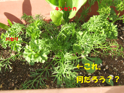 f0008935_1717095.gif