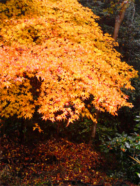 f0089079_1545736.jpg
