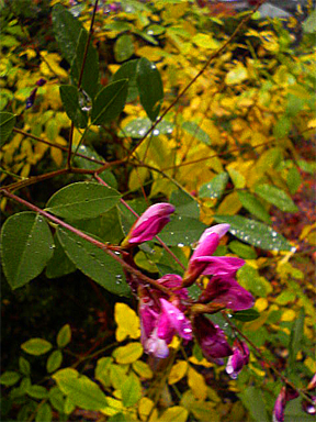 f0089079_1561489.jpg