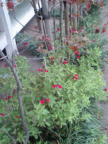 d0069498_17503219.jpg