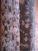 e0049598_2193562.jpg