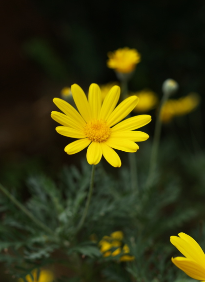 e0089001_05342.jpg